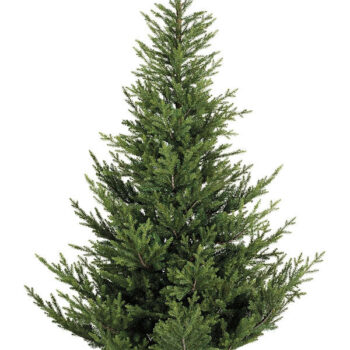 Everlands 2.1m (7ft) Norway Spruce Christmas Tree